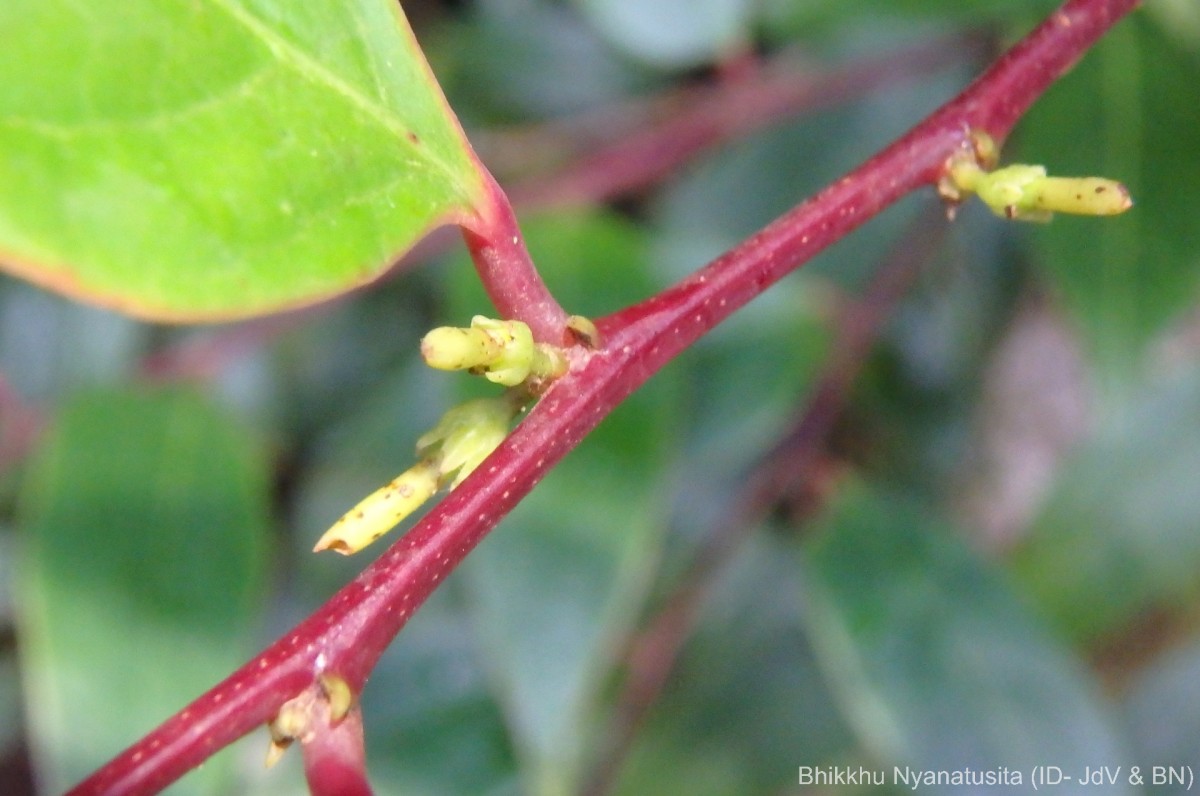 Phyllanthus candolleanus (Wight & Arn.) Chakrab. & N.P.Balakr.